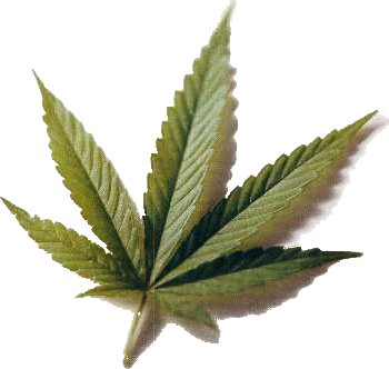 Crean la primera píldora de marihuana del mundo